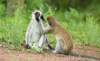 Affen beim putzen im Lake Mburo Nationalpark beobachtet