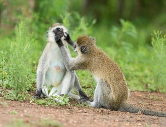 Affen beim putzen im Lake Mburo Nationalpark beobachtet