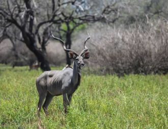 Antilope im Selous Game Reserve während Tansania Safari Reisen