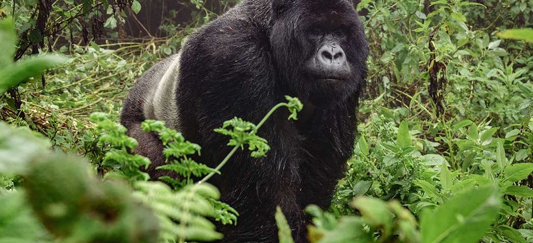 Auf Uganda Safari Reisen einem Berggorilla im Bwindi Nationalpark begegnet