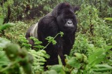 Auf einer Uganda Reise einem Berggorilla im Bwindi Nationalpark begegnet