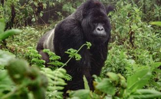 Auf Uganda Safari Reisen einem Berggorilla im Bwindi Nationalpark begegnet