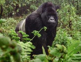 Auf Uganda Safari Reisen einem Berggorilla im Bwindi Nationalpark begegnet