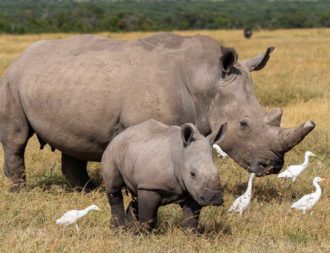 Breitmaulnashorn und Baby im Sweetwaters Game Reservw
