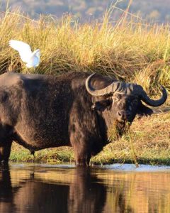 Büffel im Chobe Nationalpark während einer Botswana Safari Reise
