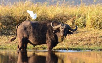 Büffel im Chobe Nationalpark Büffel im Chobe Nationalpark während einer Botswana Safari Reise
