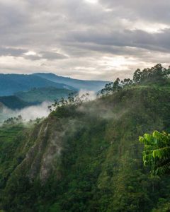 Bwindi Impenetrable National Park