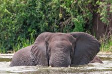 Auf einer Uganda Safari Reise läuft ein Elefanten durch den Kazinga Channel