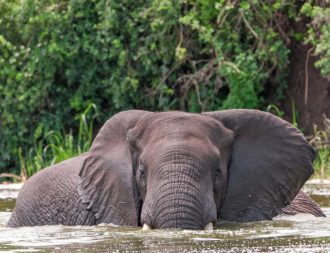 Auf einer Uganda Safari Reise läuft ein Elefanten durch den Kazinga Channel