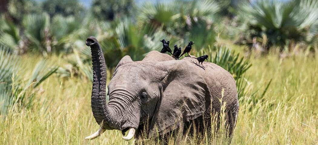Elefant wird von Vögeln belagert im Murchison Falls während einer Uganda Safari Reise