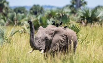Elefant wird von Vögeln belagert im Murchison Falls während einer Uganda Safari Reise