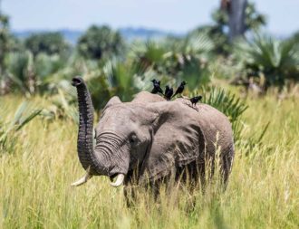 Elefant wird von Vögeln belagert im Murchison Falls während einer Uganda Safari Reise