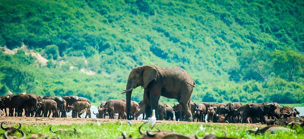 Elefant in Büffelherde im Queen Elizabeth Nationalpark bei einer Uganda Safari Reise