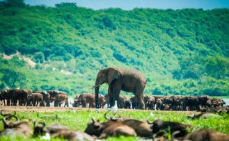 Elefant in Büffelherde im Queen Elizabeth Nationalpark bei einer Uganda Safari Reise