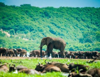 Elefant in Büffelherde im Queen Elizabeth Nationalpark bei einer Uganda Safari Reise