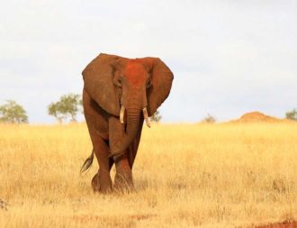 Elefant mit roter Erde läuft auf goldenen Grass im Tsavo Ost Nationalpark während einer Kenia Safari Rundreise