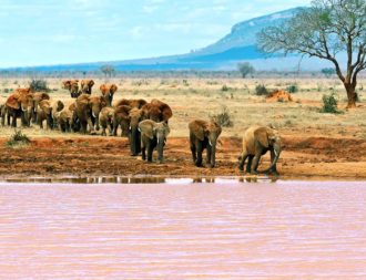 Elefanten stehen im Tsavo Ost Nationalpark vor einem roten Fluss während einer Kenia Safari Reise