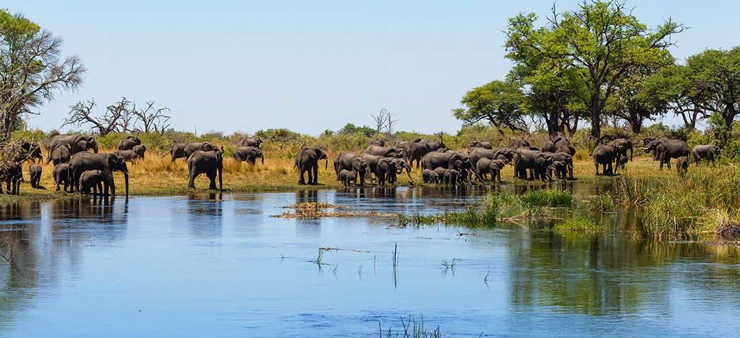 Elefanten im Caprivi während einer Namibia Safari Reise