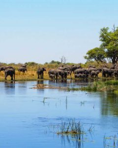 Elefanten im Caprivi während einer Namibia Safari Reise