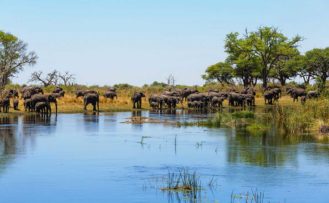 Elefanten im Caprivi Elefanten im Caprivi während einer Namibia Safari Reise