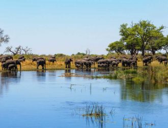 Elefanten im Caprivi während einer Namibia Safari Reise
