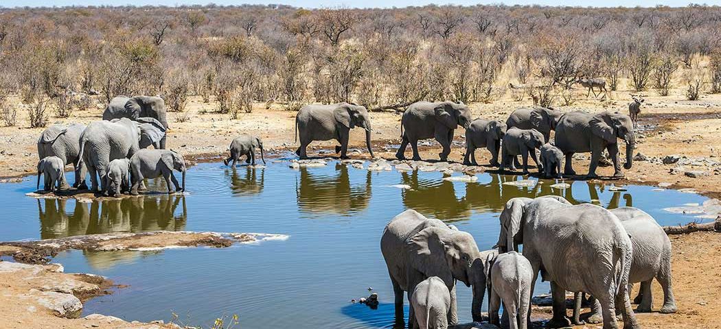 Elefanten im Etosha National Park