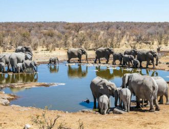 Elefanten im Etosha National Park