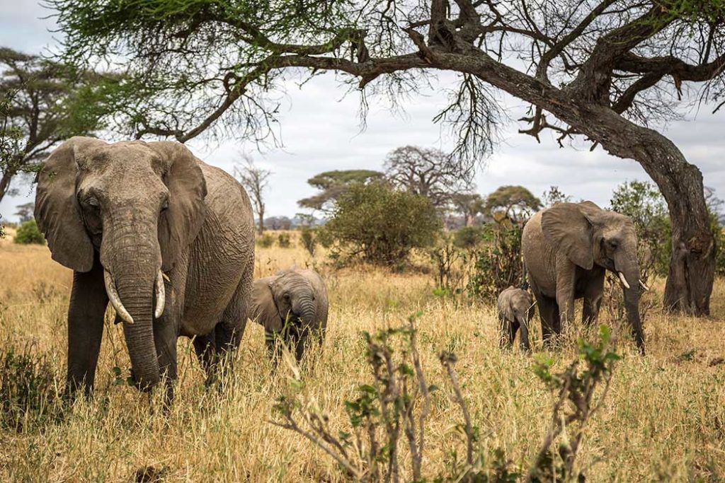 Eine Elefantenherde während der Trockenzeit im Tarangire Nationalpark auf Tansania Safari Tour