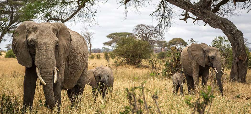 Eine Elefantenherde während der Trockenzeit im Tarangire Nationalpark auf Tansania Safari Tour