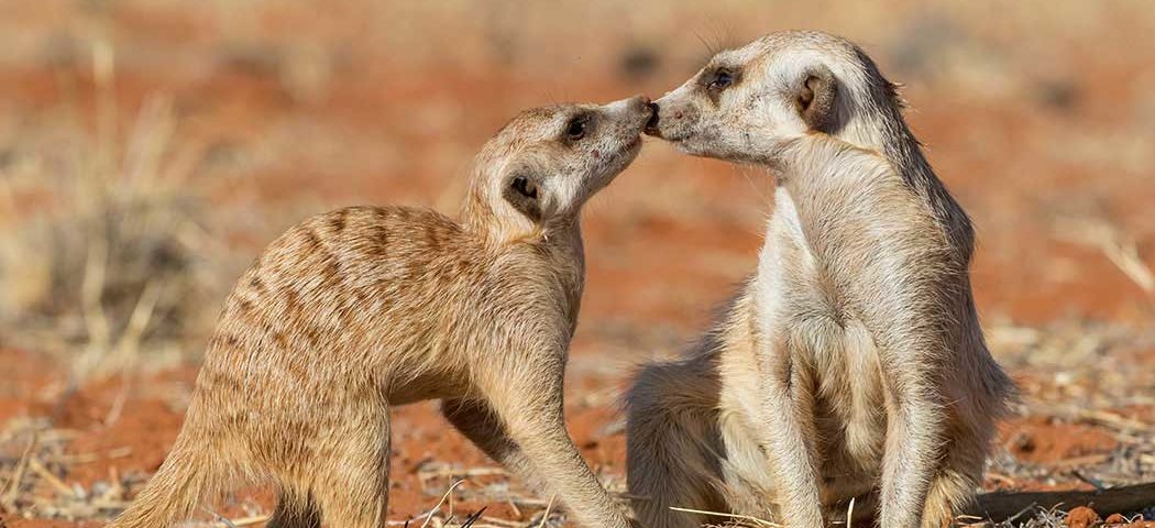 Erdmännchen in der Kalahari während Namibia Safari Rundreisen