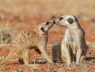 Erdmännchen in der Kalahari während Namibia Safari Rundreisen