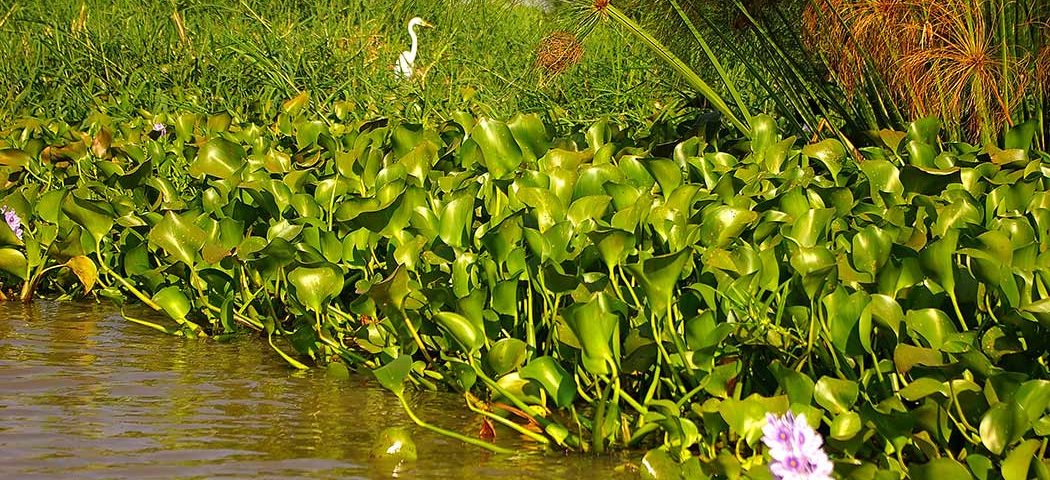 Grüne Landschaft am Lake Viktoria während einer Kenia Safari Rundreise