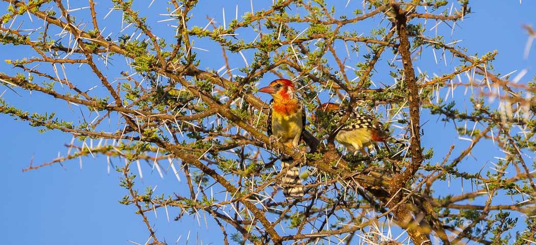 Flammenkopf Bartvogel in der Masai Mara bei Kenia Safari Reisen