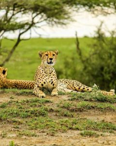 Zwei Geparden liegen auf einem Hügel im Tarangire Nationalpark