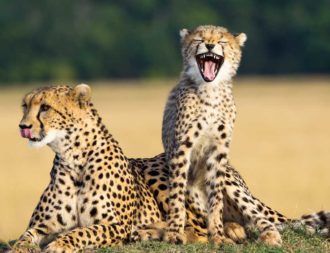 Gepardenfamilie während einer Kenia Safari Reise in der Masai Mara entdeckt