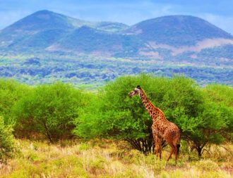 Giraffe steht vor Bäumen im Tsavo West Nationalpark während einer Kenia Safari Reise