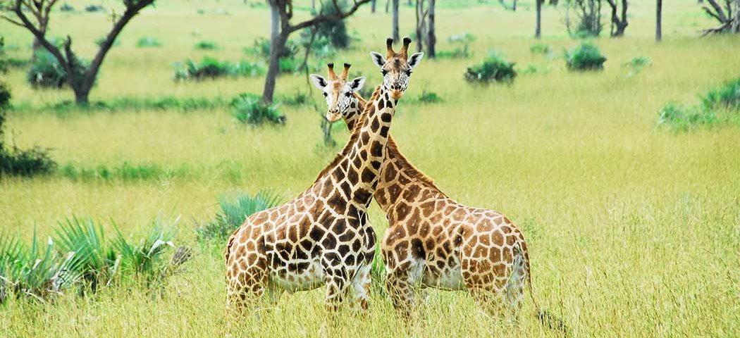 Giraffen im Murchison Falls Nationalpark während Uganda Safari Reisen