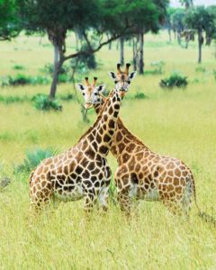 Giraffen im Murchison Falls Nationalpark während Uganda Safari Reisen