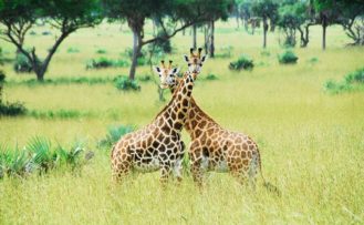 Giraffen im Murchison Falls Nationalpark Giraffen im Murchison Falls Nationalpark während Uganda Safari Reisen