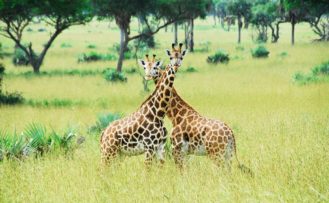 Giraffen im Murchison Falls Nationalpark während Uganda Safari Reisen