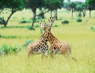 Giraffen im Murchison Falls Nationalpark während Uganda Safari Reisen