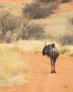 Gnu auf der Strasse der Kalahari Gnu auf der Strasse der Kalahari während einer Namibia Safari Rundreise