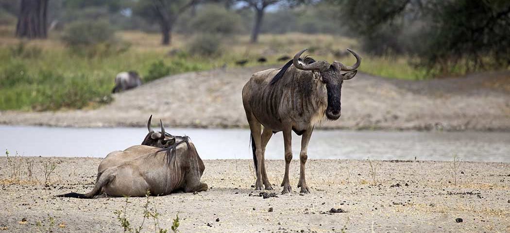 Zwei Gnus am Tarangire River im Tarangire Nationalpark während einer Tansania Safari Rundreise