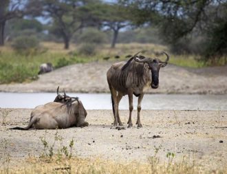 Zwei Gnus am Tarangire River im Tarangire Nationalpark während einer Tansania Safari Rundreise