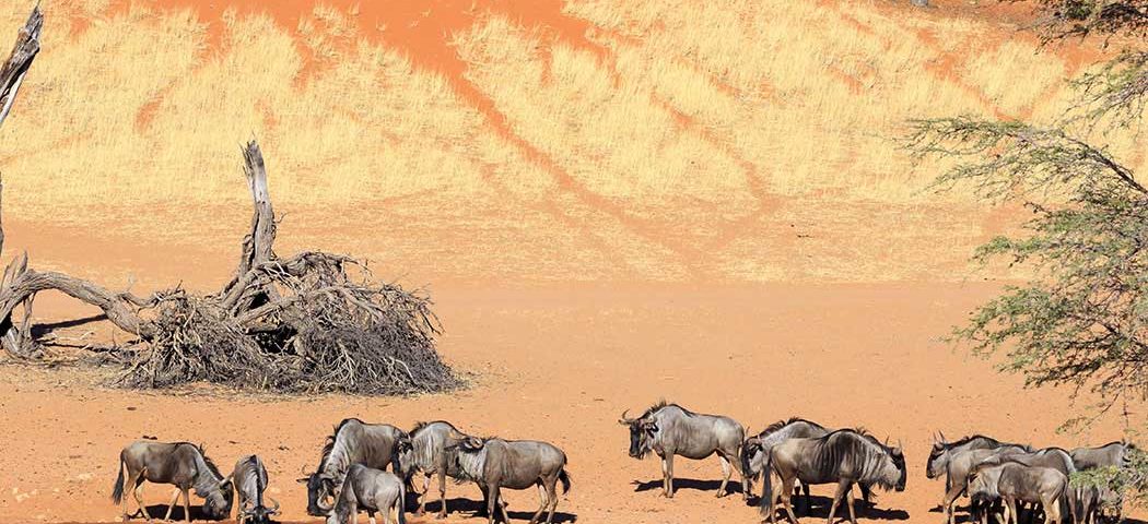 Gnus in der Kalahari während der
