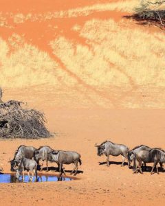 Gnus in der Kalahari Gnus in der Kalahari während der