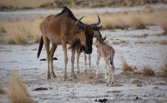 Gnus-in-der-Makgadikgadi-Salt-Pan
