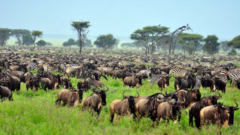 Great Migration in der Serengeti