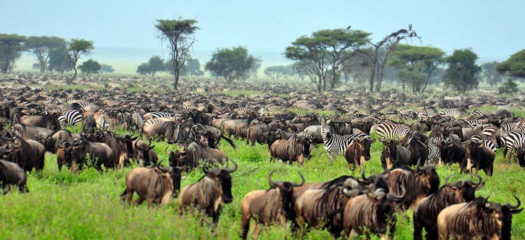 Great Migration in der Serengeti