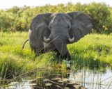 Grosser-Elefant-im-Okavango-Delta